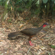 Image for article titled How Scientists Use Hidden "Camera Traps" to Get Incredible Cameos of Animals in the Wild
